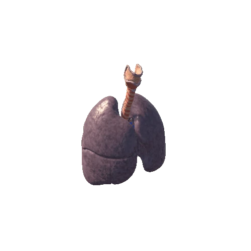 lung animation breath